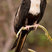 Great Frigatebird